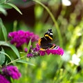 Red admiral butterfly - Vanessa atalanta - sitting on flowering pink butterflybush - Buddleja davidii - in summer garden. Royalty Free Stock Photo