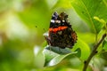 Red admiral butterfly sitting on green leaf in summertime macro photography. Royalty Free Stock Photo