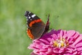 red admiral butterfly sitting on purple marigold flower against green background Royalty Free Stock Photo