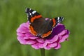 red admiral butterfly sitting on purple marigold flower in garden Royalty Free Stock Photo