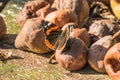 Red Admiral butterfly sitting on rotten pear. Summer day. Royalty Free Stock Photo