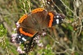 Red admiral butterfly with open wings Royalty Free Stock Photo