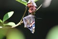 Red admiral butterfly upside down