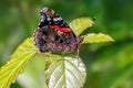 Red Admiral Butterfly - Vanessa atalanta basking with wings closed. Royalty Free Stock Photo