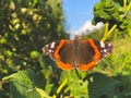 Red Admiral Butterfly - Vanessa Atalanta with black wings, red bands, and white spots sitting on the plant Royalty Free Stock Photo