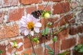 Red Admiral butterfly, Vanessa atalanta, and bumblebee collecting pollen from summer flowers Royalty Free Stock Photo