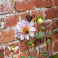 Red Admiral butterfly, Vanessa atalanta, and bumblebee collecting pollen from summer flowers Royalty Free Stock Photo