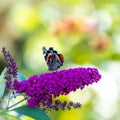 Red admiral butterfly - Vanessa atalanta - closed wings, sitting on flowering pink butterflybush - Buddleja davidii - in garden. Royalty Free Stock Photo