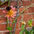 Red Admiral butterfly, Vanessa atalanta, collecting pollen from summer flowers Royalty Free Stock Photo