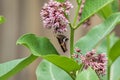 Red Admiral Butterfly on Common Milkweed with Honeybee, Apis