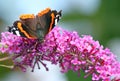 Red Admiral butterfly (Vanessa atalanta) Royalty Free Stock Photo