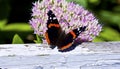 Red Admiral Butterfly - Vanessa atalanta Feeding