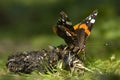 Red admiral butterfly, Vanessa atalanta