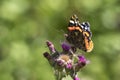 Red Admiral butterfly, Vanessa atalanta, feeding nectar Royalty Free Stock Photo