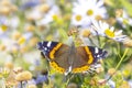 Red Admiral butterfly, Vanessa atalanta, feeding, top view open wings Royalty Free Stock Photo