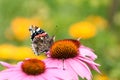 Red Admiral butterfly (Vanessa Atalanta) in later summer on pink aster flowers Royalty Free Stock Photo