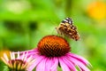 Red Admiral butterfly (Vanessa Atalanta) in later summer on pink aster flowers Royalty Free Stock Photo