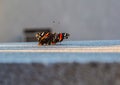 Red Admiral butterfly or Vanessa Atalanta on a ledge Royalty Free Stock Photo