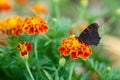 Beautifull brown black orange butterfly on flower Royalty Free Stock Photo