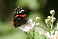 A Red Admiral Butterfly, Vanessa atalanta, nectaring on a blackberry flower.