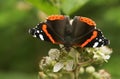 A Red Admiral Butterfly Vanessa Atalanta Nectaring On A Bramble Flower.