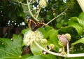 Red Admiral Butterfly Vanessa Atalanta on Fatsia Flower, Front View