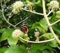 Red Admiral Butterfly Vanessa Atalanta on Fatsia Flower, Side View from Behind Royalty Free Stock Photo