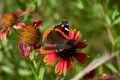 Red admiral butterfly Vanessa atalanta perched on a Fireweel Indina Blanket Gaillardia Flower