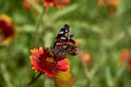 Red admiral butterfly Vanessa atalanta perched on a Fireweel Indina Blanket Gaillardia Flower