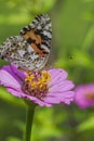 Red Admiral Butterfly - Vanessa atalanta - on Pink Zinnia Blossom