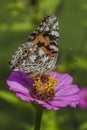 Red Admiral Butterfly - Vanessa atalanta - on Pink Zinnia Blossom