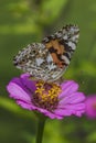 Red Admiral Butterfly - Vanessa atalanta - on Pink Zinnia Blossom