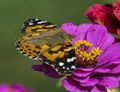 Red Admiral Butterfly - Vanessa atalanta - on Pink Zinnia Blossom