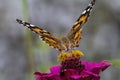 Red Admiral Butterfly - Vanessa atalanta - on Pink Zinnia Blossom
