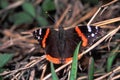 Red Admiral Butterfly Vanessa atalanta Royalty Free Stock Photo