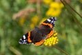 Red Admiral butterfly Vanessa atalanta Royalty Free Stock Photo