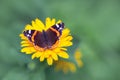 Red Admiral Butterfly, vanessa atalanta Royalty Free Stock Photo