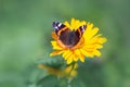 Red Admiral Butterfly, vanessa atalanta Royalty Free Stock Photo