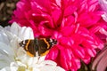 Red admiral butterfly, vanessa atalanta, resting on artificial flowers Royalty Free Stock Photo