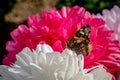 Red admiral butterfly, vanessa atalanta, resting on artifical flowers Royalty Free Stock Photo