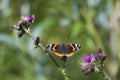 Red Admiral butterfly, Vanessa atalanta, resting Royalty Free Stock Photo