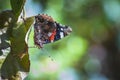 Red Admiral butterfly, Vanessa atalanta, resting Royalty Free Stock Photo