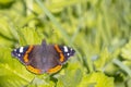 Red Admiral butterfly  Vanessa atalanta  resting Royalty Free Stock Photo