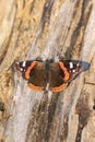 Red Admiral butterfly, Vanessa atalanta, resting Royalty Free Stock Photo