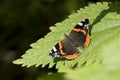 Red Admiral butterfly, Vanessa atalanta, resting Royalty Free Stock Photo