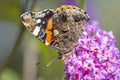 Red Admiral butterfly, Vanessa atalanta, side view feeding nectar from a purple butterfly-bush in garden Royalty Free Stock Photo