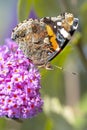 Red Admiral butterfly, Vanessa atalanta, side view feeding nectar from a purple butterfly-bush in garden Royalty Free Stock Photo