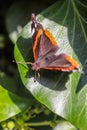 Red Admiral butterfly. Vanessa atalanta sitting on a blooming ivy Royalty Free Stock Photo
