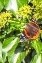 Red Admiral butterfly. Vanessa atalanta sitting on a blooming ivy Royalty Free Stock Photo