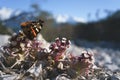 Red Admiral butterfly - Vanessa atalanta - sitting on blooming thistle in alpine landscape, Austria